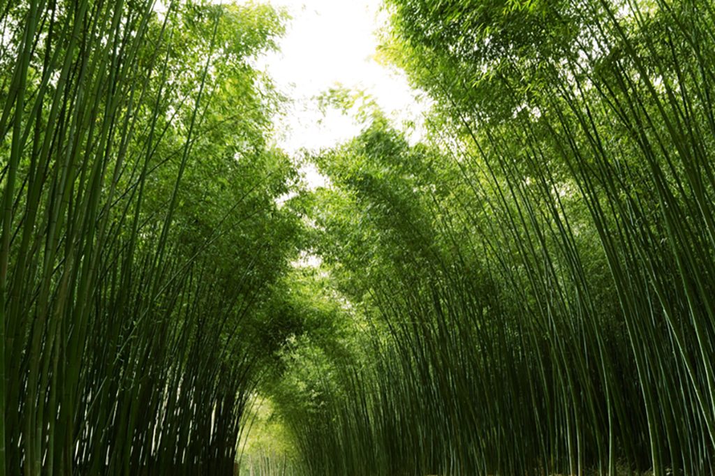 Original ecological ancient bamboo forest